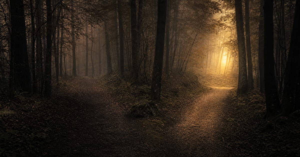 A misty forest path forking into two trails at dawn, representing how repeated pornography use trains patterns of desire in the brain